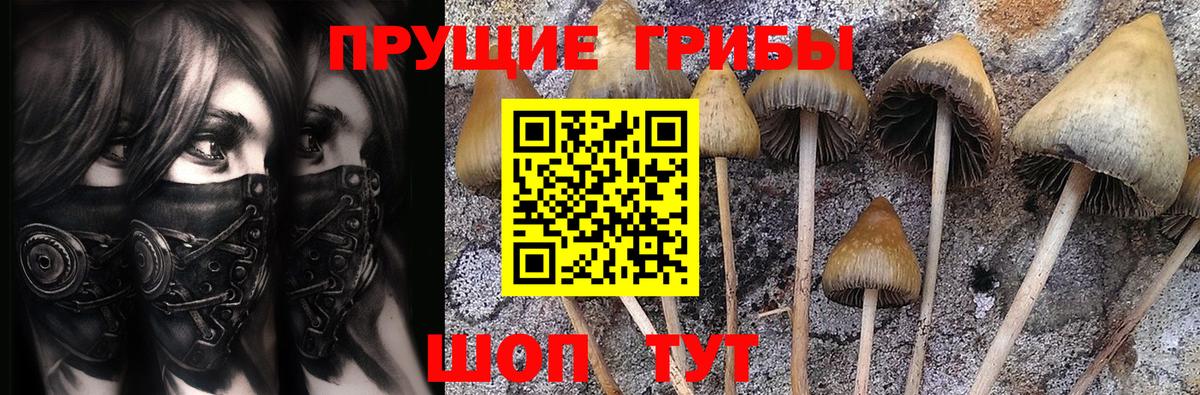 Прохладный  цена   Вход с VPN  Псилоцибиновые грибы Psilocybine cubensis 